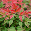 Himmelsbambus ‚Obsessed' – Nandina domestica – Ansicht 4