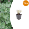 Kleinblütige Bergminze – Calamintha nepeta subsp. nepeta