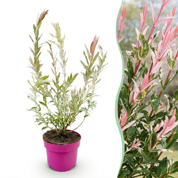 Harlekinweide ‚Flamingo' – Salix integra