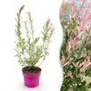 Harlekinweide ‚Flamingo' – Salix integra – Ø 17 cm · 40-50 cm, 1 Stück