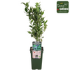 Heidelbeere ‚Reka' – Vaccinium corymbosum – Ansicht 7