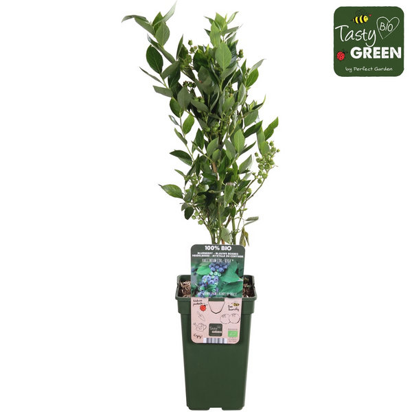 Heidelbeere ‚Reka' – Vaccinium corymbosum – Ansicht 7