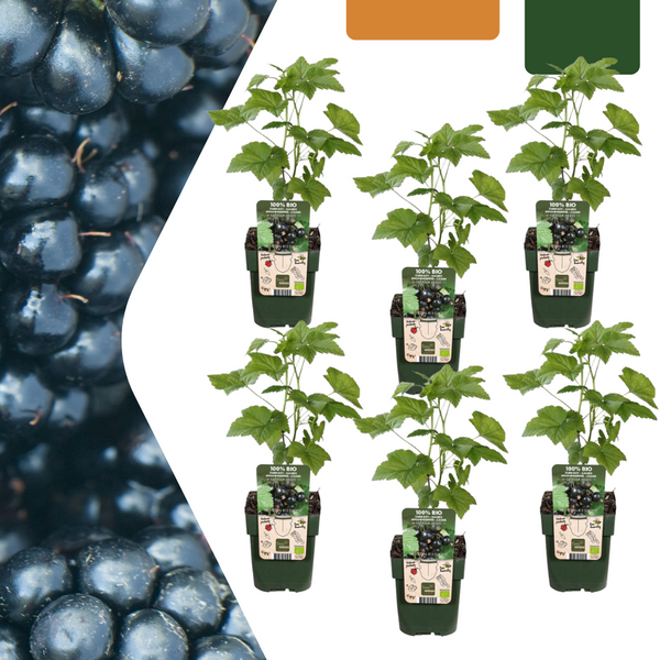 Brombeere – Rubus fruticosus