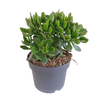 Geldbaum ‚Minova' – Crassula ovata