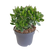 Geldbaum ‚Minova' – Crassula ovata