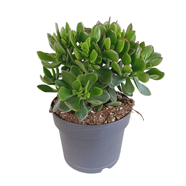 Geldbaum ‚Minova' – Crassula ovata