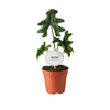 Alocasia ‚Jacklyn'
