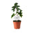 Alocasia ‚Jacklyn'