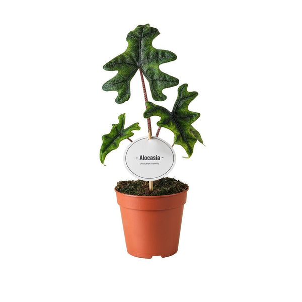 Alocasia ‚Jacklyn'