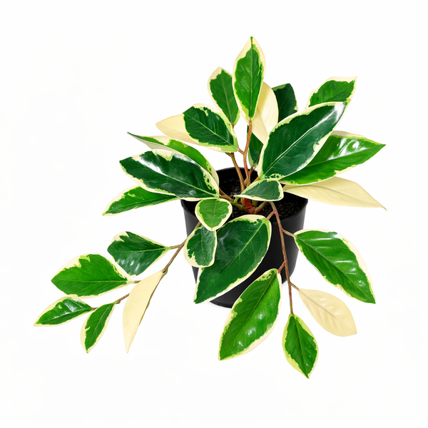 Kunstpflanze Wachsblume (Hoya ‚Variegata')