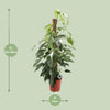 Efeutute ‚Albo Variegata' – Epipremnum pinnatum – Ansicht 2