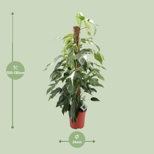 Efeutute ‚Albo Variegata' – Epipremnum pinnatum – Ansicht 2