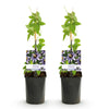 Passionsblume ‚Damsels Delight' – Passiflora – Ansicht 2