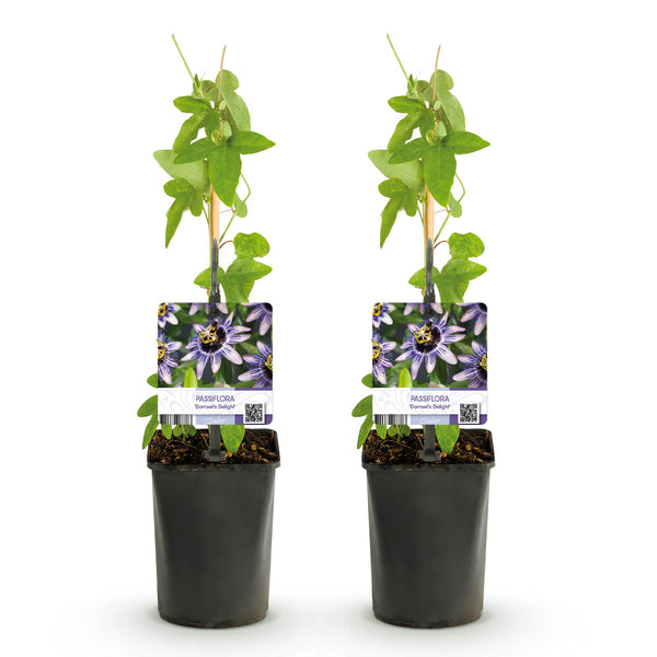 Passionsblume ‚Damsels Delight' – Passiflora – Ansicht 2
