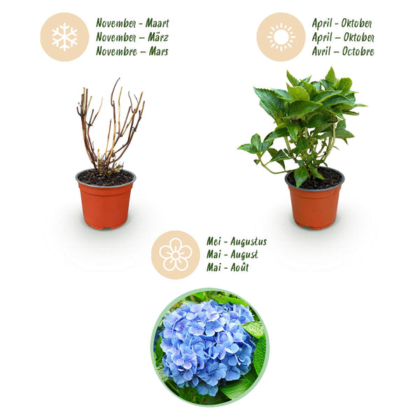 Hortensie – Hydrangea macrophylla – Ansicht 4