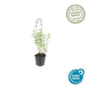 Katzenminze ‚Walker's Low' – Nepeta × faassenii – Ansicht 2