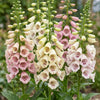 Fingerhut ‚Gloxiniiflora' – Digitalis purpurea – Ansicht 5