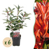 Glanzmispel ‚Red Robin' – Photinia × fraseri