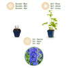 Rittersporn ‚Blue Bird' – Delphinium x cultorum – Ansicht 4