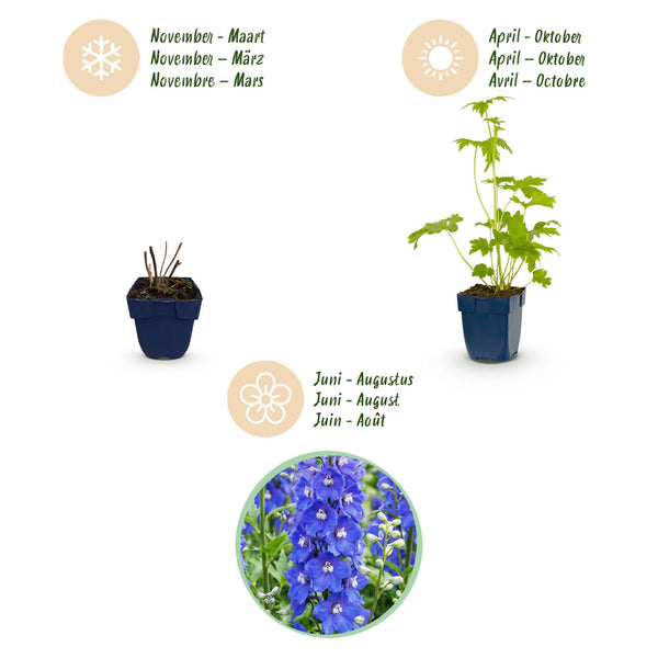 Rittersporn ‚Blue Bird' – Delphinium x cultorum – Ansicht 4