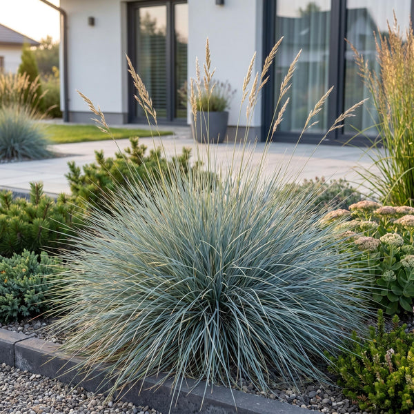 Blauschwingel – Festuca glauca – Ansicht 6
