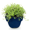 Kriech-Thymian ‚Albiflorus' – Thymus praecox – Ansicht 2