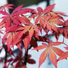 Japanischer Ahorn ‚Sumi-nagashi' – Acer palmatum – Ansicht 6