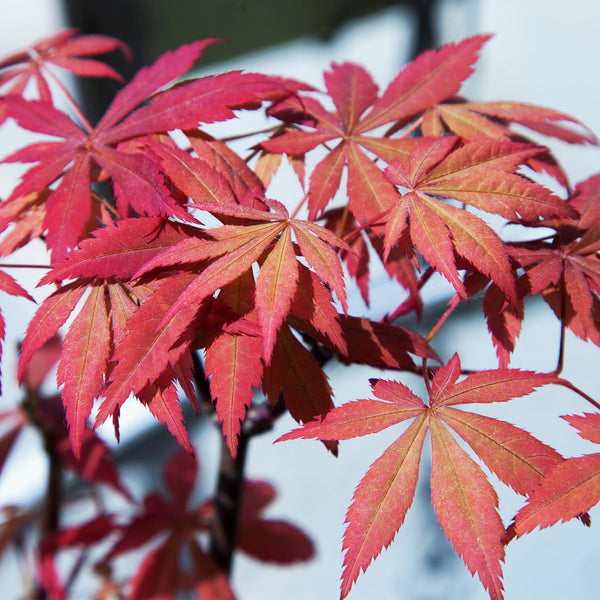 Japanischer Ahorn ‚Sumi-nagashi' – Acer palmatum – Ansicht 6
