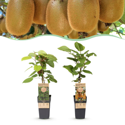 Kiwi ‚Weiki & Hayward' – Actinidia