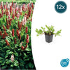 Kerzenknöterich ‚Darjeeling Red' – Persicaria affinis