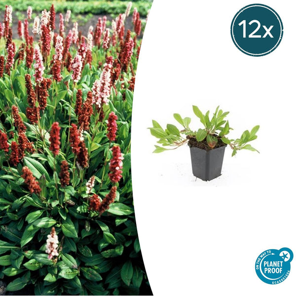 Kerzenknöterich ‚Darjeeling Red' – Persicaria affinis