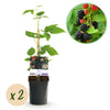 Brombeere ‚Black Satin' – Rubus fruticosus