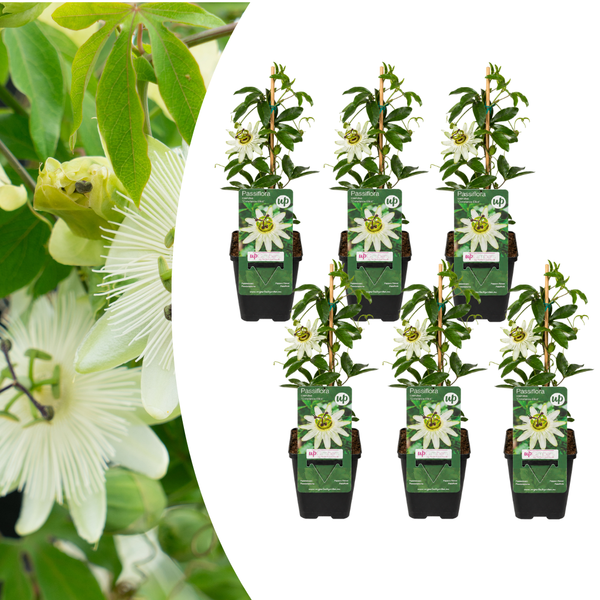 Passionsblume ‚Constance Elliott' – Passiflora caerulea