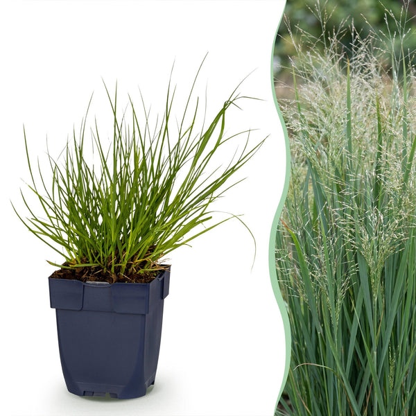 Ziergräser-Set – Rutenhirse, Japan-Segge & Zwerg-Pampasgras – im Set enthalten: Rutenhirse ‚Northwind' – Panicum virgatum