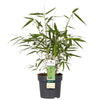 Schirmbambus ‚Pingwu' – Fargesia robusta