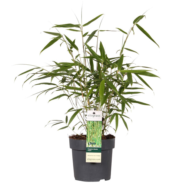 Schirmbambus ‚Pingwu' – Fargesia robusta