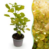 Perückenstrauch ‚Golden Spirit' – Cotinus coggygria – Standard