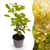 Perückenstrauch ‚Golden Spirit' – Cotinus coggygria – Standard