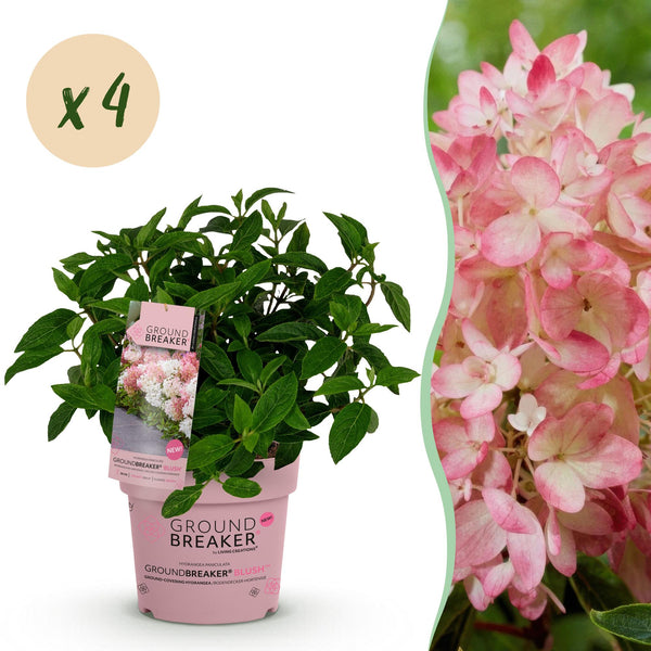 Rispenhortensie ‚Groundbreaker Blush' – Hydrangea paniculata