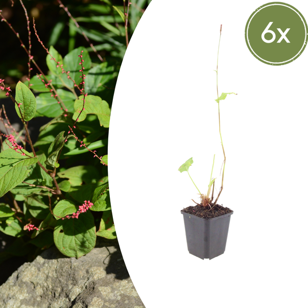 Kerzenknöterich ‚Speciosa' – Persicaria amplexicaulis – 6 Stück