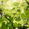 Kiwibeere ‚Issai' – Actinidia arguta – Ansicht 5