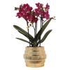 Schmetterlingsorchidee ‚Chamonix' – Phalaenopsis – Ø 9 cm · 40 cm