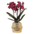 Schmetterlingsorchidee ‚Chamonix' – Phalaenopsis – Ø 9 cm · 40 cm