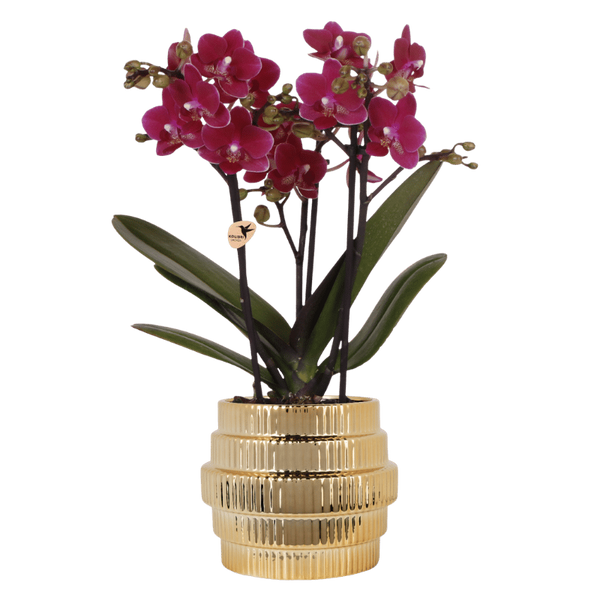 Schmetterlingsorchidee ‚Chamonix' – Phalaenopsis – Ø 9 cm · 40 cm