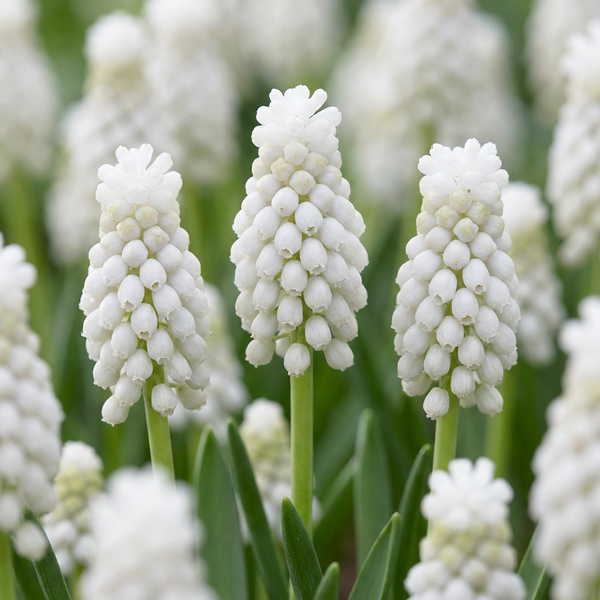 Traubenhyazinthe ‚White Magic' – Muscari aucheri