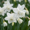 Engelstränen-Narzisse ‚Thalia' – Narcissus triandrus