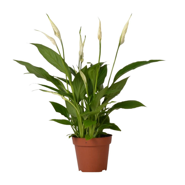 Zimmerpflanzen-Set „Pflegeleicht“ – 3 robuste Zimmerpflanzen – im Set enthalten: Einblatt ‚Bingo Cupido' – Spathiphyllum