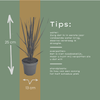 Rutenhirse ‚Northwind' – Panicum virgatum – Ansicht 9