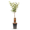 Apfelbaum ‚Elstar' – Malus domestica – Ansicht 2