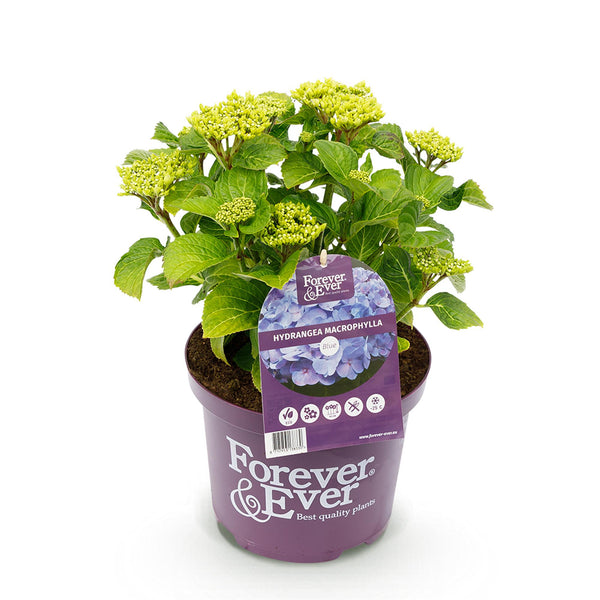 Hortensie ‚Forever & Ever' – Hydrangea macrophylla – Ansicht 2